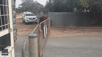Bull on the Loose Proves Uncooperative With Recapture Attempts