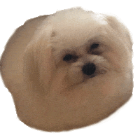 Dog Poodle Sticker