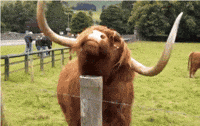 cows GIF