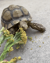 Hungry Pet GIF by NOSAM