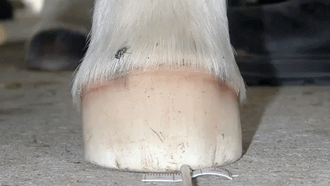 drsimoncurtis giphyupload hoof care farriery horseshoeing GIF