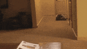 ball cuteness GIF