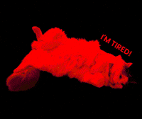 Cat Ragdoll GIF by Rega Marketing