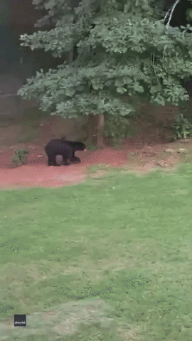 Curious Black Bear Caught Snooping