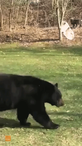 Man Commentates Bear Walking Around His Yard