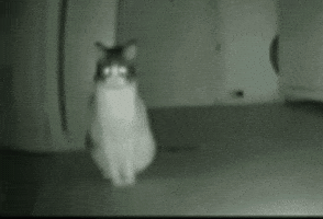Ghost Cat GIF