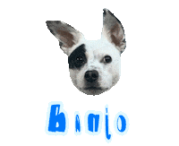 Dog Banjo Sticker
