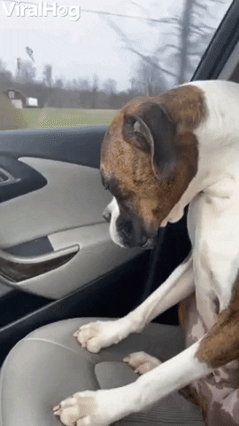Tired Boxer GIF by ViralHog
