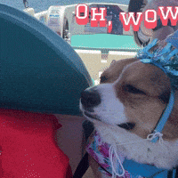 Corgi Wow GIF
