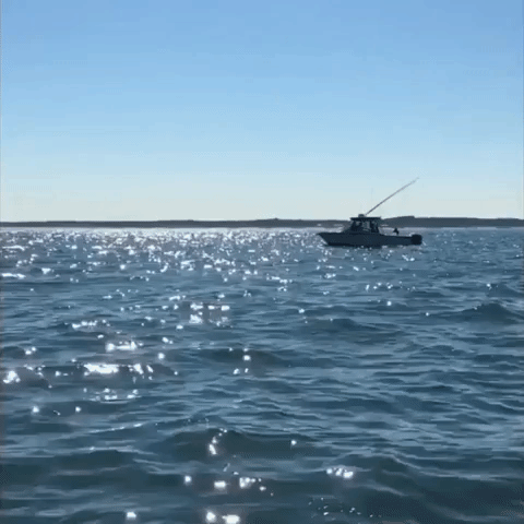 Humpback Whale Takes Spectacular Leap Near Cape Henry