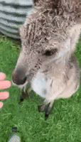 Kangaroo Can't Resist a Belly Rub at Queensland Animal Rescue