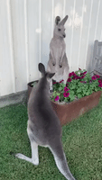 Kangaroo's Rest in Flowerbed Interrupted by Sibling's Slap