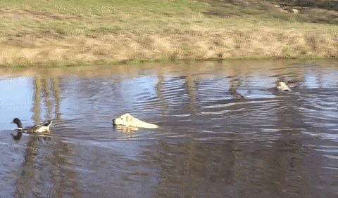 dog fail GIF by America's Funniest Home Videos