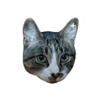 Berlinthecat Sticker by mynameisnastia