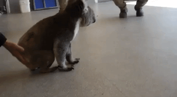 Koala Learns to Walk Again After Car Accident