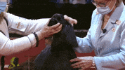 Hungry On My Way GIF by American Kennel Club