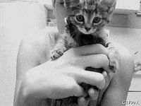 black and white cat GIF