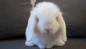 Bunny Rabbit GIF