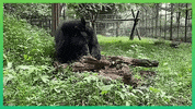 GIF by Animals Asia