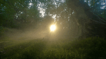 photography smoke GIF by Living Stills