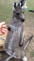 Rescued Kangaroo Joey With Missing Ear Connects With Carer