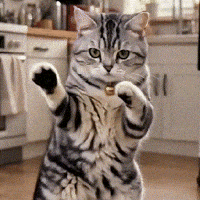 OrbitPaws dance funny cats scuba cat dance GIF