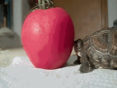 tortoise GIF by Cheezburger