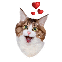 Rexiecat cat cats kitty kitten Sticker