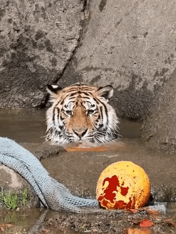 cuteanimalland giphyupload GIF