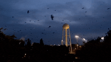 The Crow Halloween GIF by UC Davis