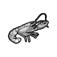 Marine Biology Beach Sticker by The Wild Curiosity
