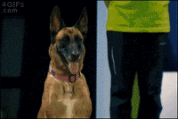 dog dominates GIF