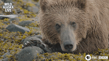Bbc One Bear GIF by BBC