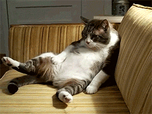 cute cat GIF