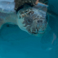 LX_GIFS turtle lx nbclx GIF
