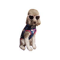 Valentines Poodle Sticker by Geekster Pets