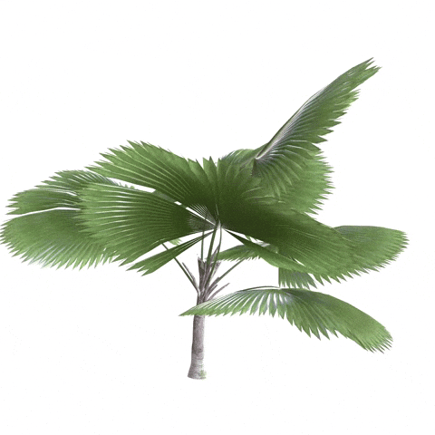 comansal giphyupload 3d tree banana GIF