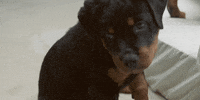GIF by A R I Z O N A