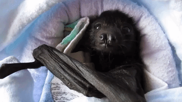 Orphan Baby Bat Nursed Back to Health in Rescue Center