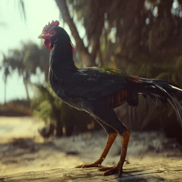 Got You Chicken GIF by Far Cry 6