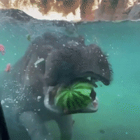 Hippos Celebrate National Watermelon Day