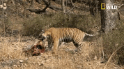 tiger savage kingdom GIF by Nat Geo Wild 