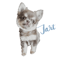 犬 Bm Sticker
