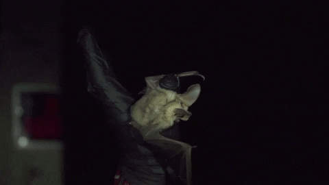 utahdwr giphygifmaker GIF
