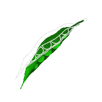 assenavGIF assenav zoldseg borso Sticker
