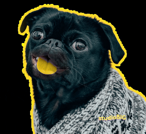 Black Dog Smile GIF by studioBIG