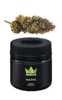 Redecan 420 indica sativa nug Sticker