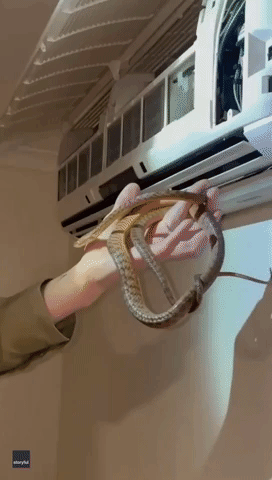 Get a Room: Male and Female Snakes Found in Queensland Air Con Unit During Mating Season