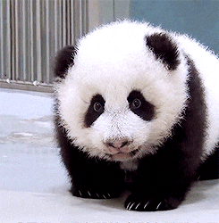 panda GIF