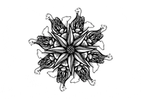 Oursicate meerkat polarbear oursicate GIF